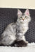 Silver tabby Maine Coon cat named Olivka, adorable kitten ready for a new home