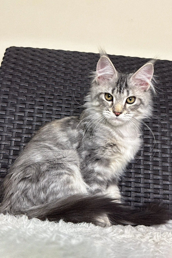 Silver tabby Maine Coon cat named Olivka from Maine Coon Kitten collection