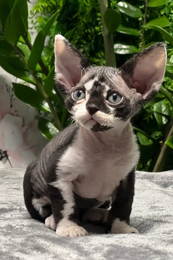 Ollie | devon rex kitten