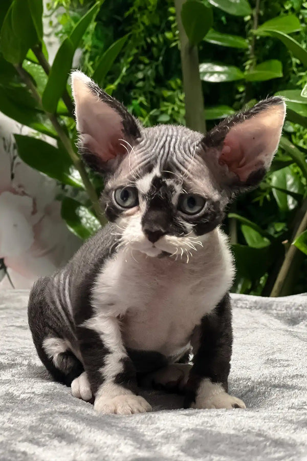 Ollie | devon rex kitten