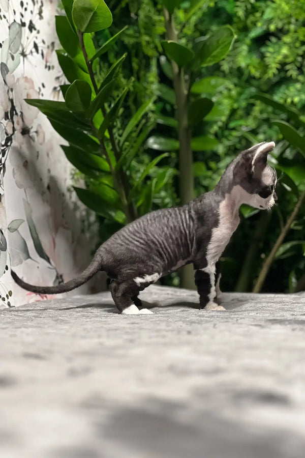 Ollie | devon rex kitten