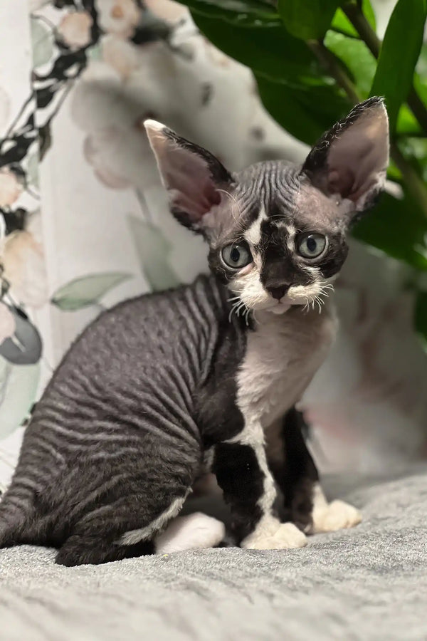 Ollie | devon rex kitten