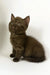 Olly | british shorthair kitten