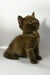 Olly | british shorthair kitten