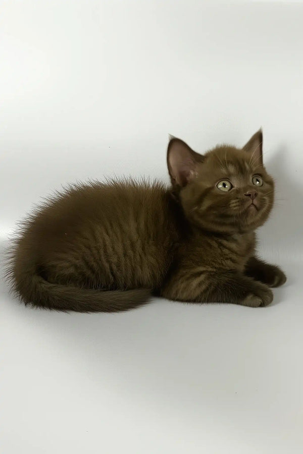 Olly | british shorthair kitten