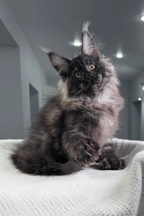 Fluffy black Maine Coon kitten with pointed ears for Olymp product