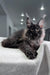 Fluffy black Maine Coon cat chilling on a cozy white blanket for Olymp Kitten product