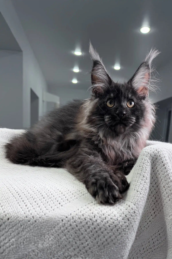 Fluffy black Maine Coon cat chilling on a cozy white blanket for Olymp Kitten product