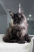 Fluffy black Polydactyl Maine Coon kitten with tufted ears on a light surface