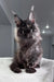 Fluffy dark Maine Coon kitten with cute ear tufts in Olymp product line