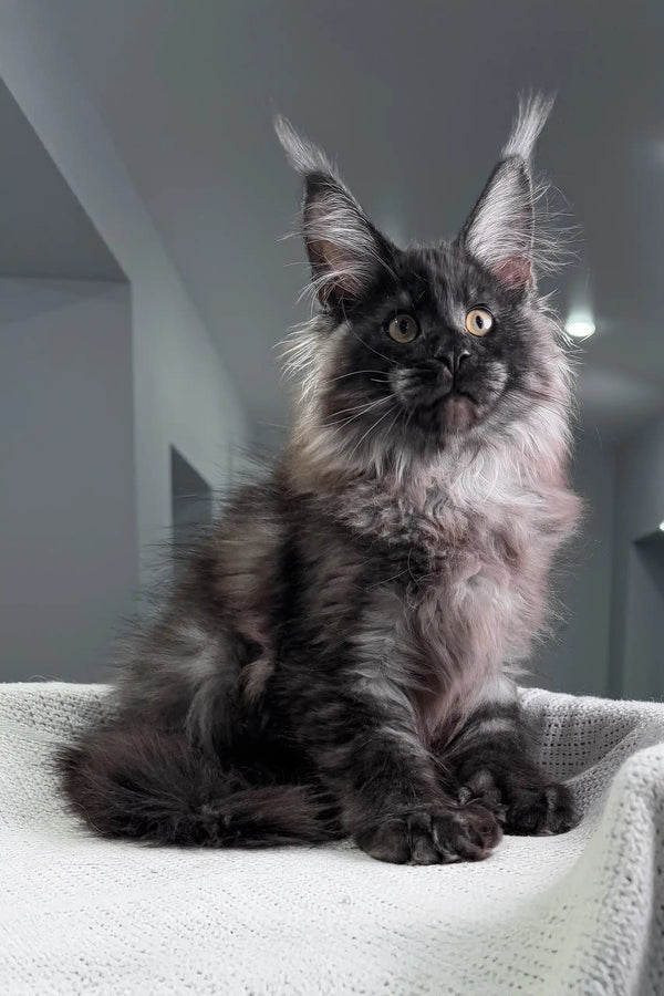 Majestic black Maine Coon kitten with fluffy fur and cute ear tufts in Olymp product