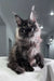 Majestic black Maine Coon cat sitting upright with fluffy fur in the Olymp product