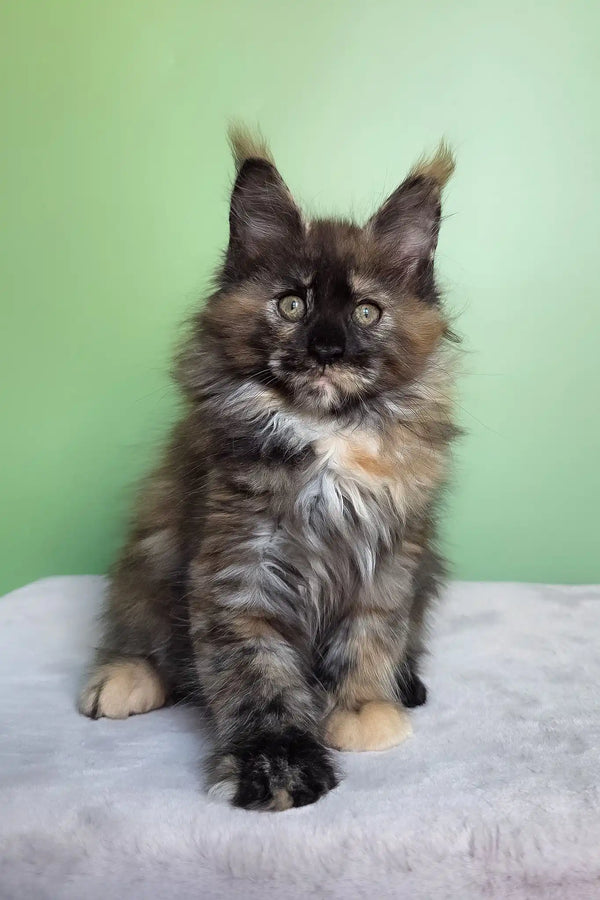 Olympia | maine coon kitten