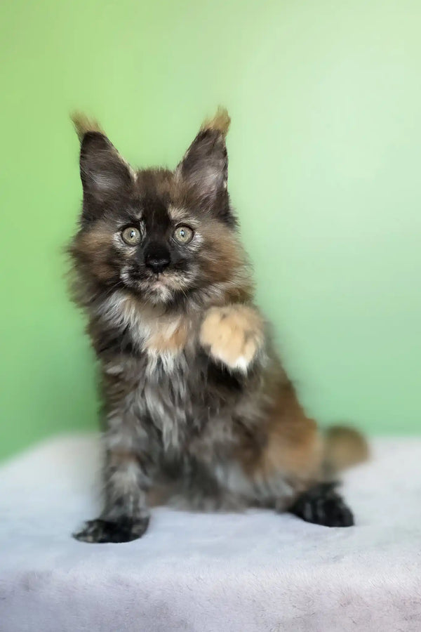 Olympia | maine coon kitten