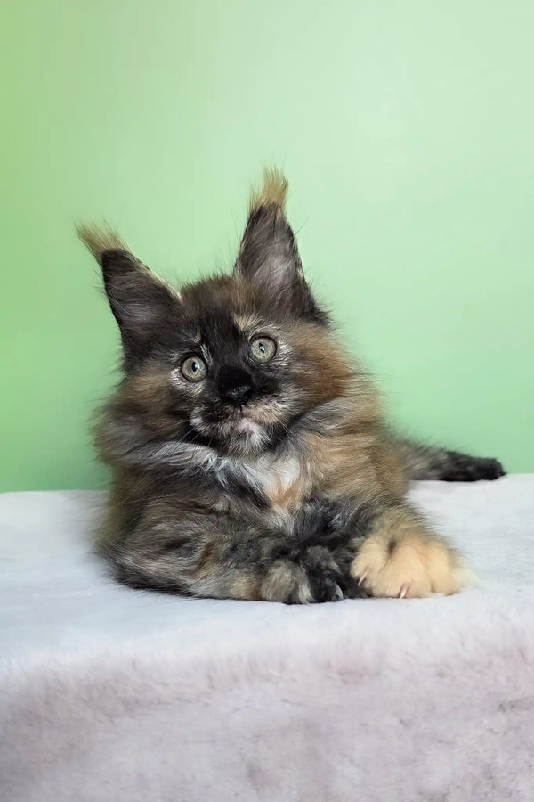 Olympia | maine coon kitten