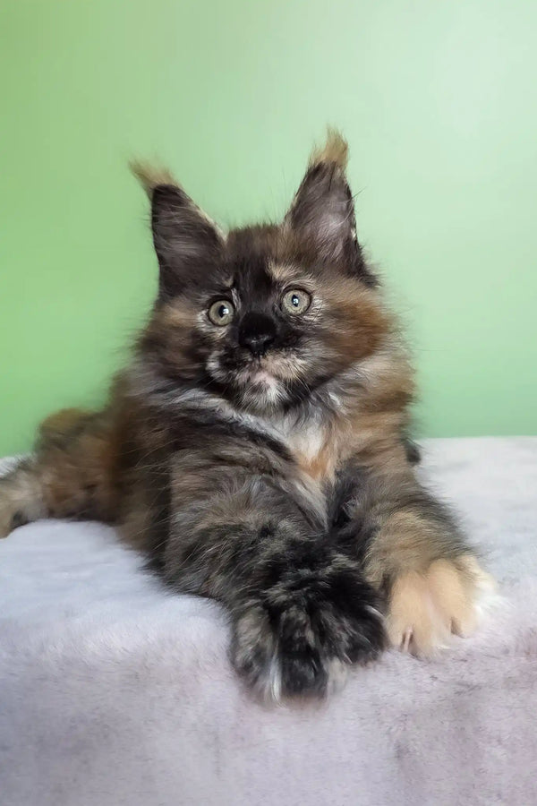 Olympia | maine coon kitten