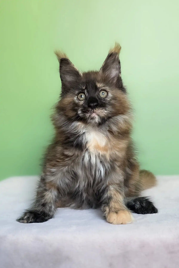 Olympia | maine coon kitten