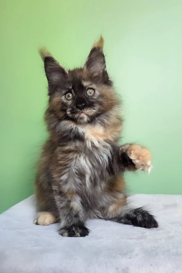 Olympia | maine coon kitten