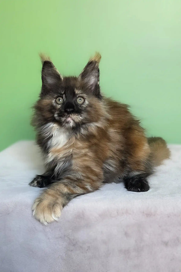 Olympia | maine coon kitten