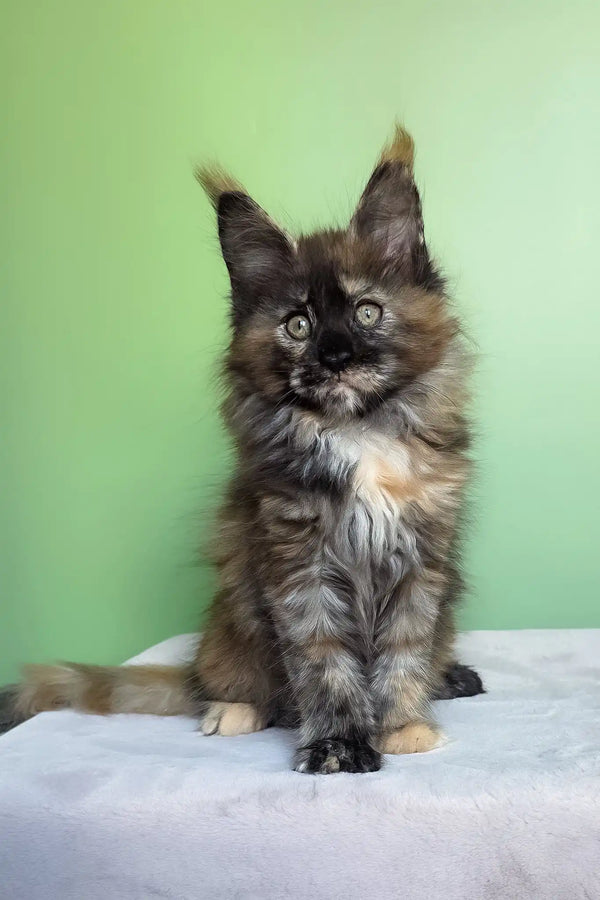 Olympia | maine coon kitten