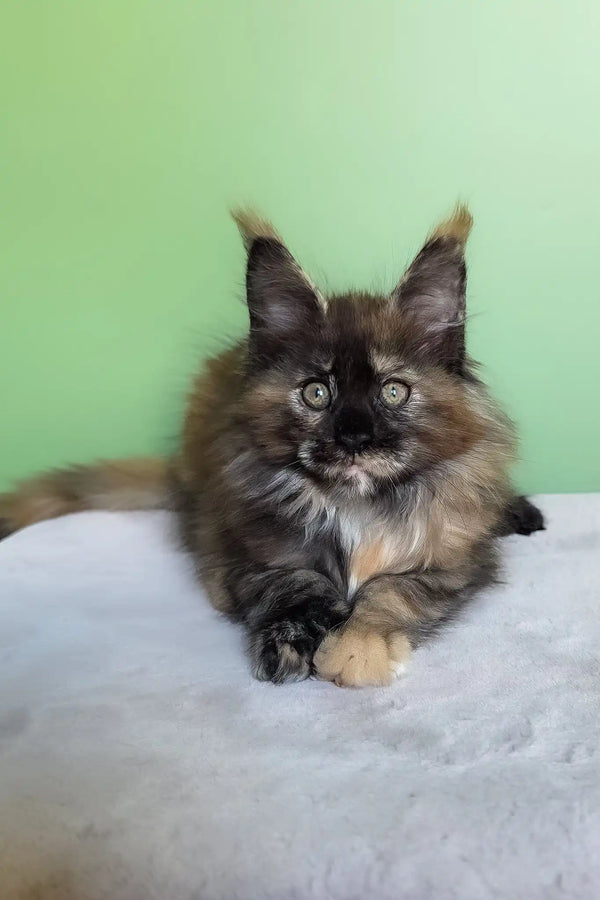 Olympia | maine coon kitten