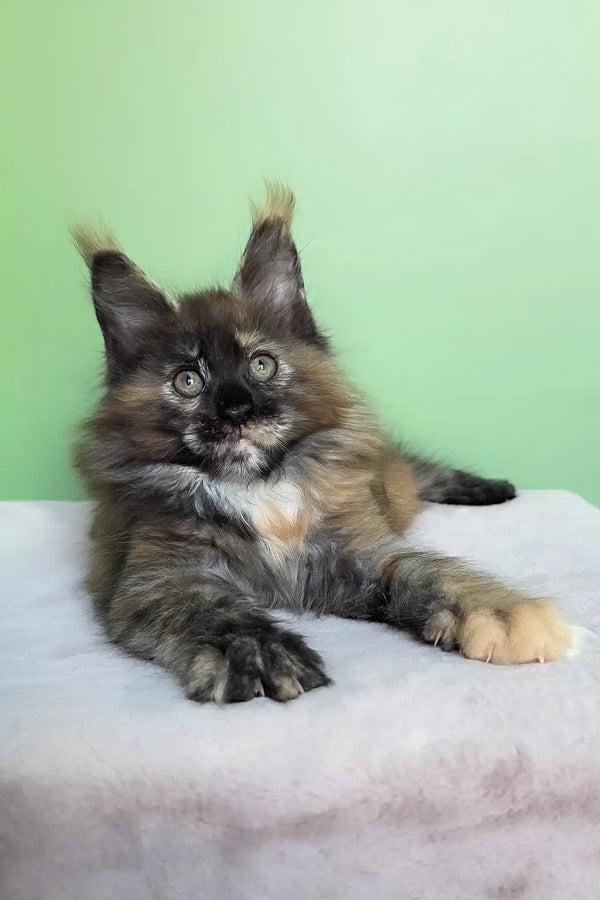 Olympia | maine coon kitten