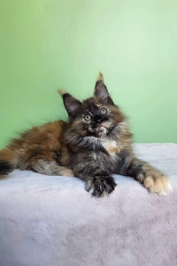Olympia | maine coon kitten