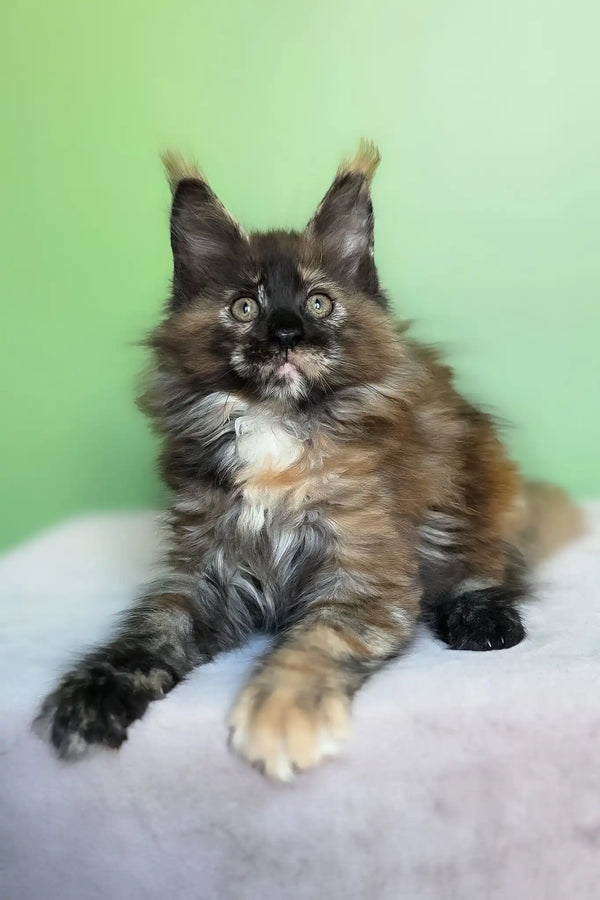 Olympia | maine coon kitten