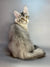 Long-haired gray and white Maine Coon kitten with bright eyes and alert ears