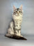 Long-haired Maine Coon kitten in black silver with majestic ear tufts and fluffy tail