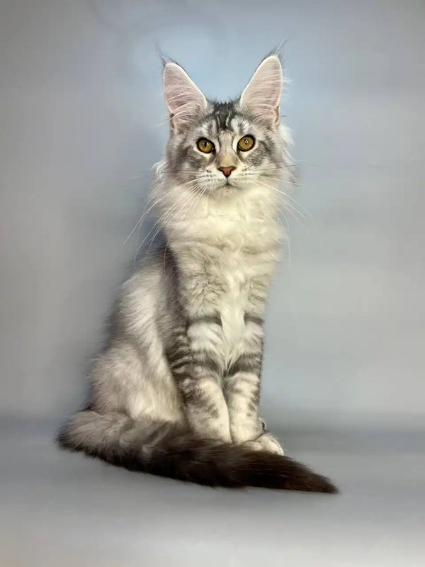 Long-haired Maine Coon kitten in black silver with majestic ear tufts and fluffy tail