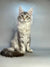 Long-haired Maine Coon kitten with alert green eyes and fluffy black silver tail