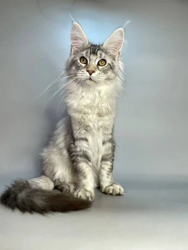 Long-haired Maine Coon kitten with alert green eyes and fluffy black silver tail
