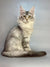 Long-haired Maine Coon kitten with stunning gray and white fur, fluffy tail, and alert eyes