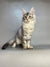 Long-haired Maine Coon kitten with standout ear tufts in black silver color