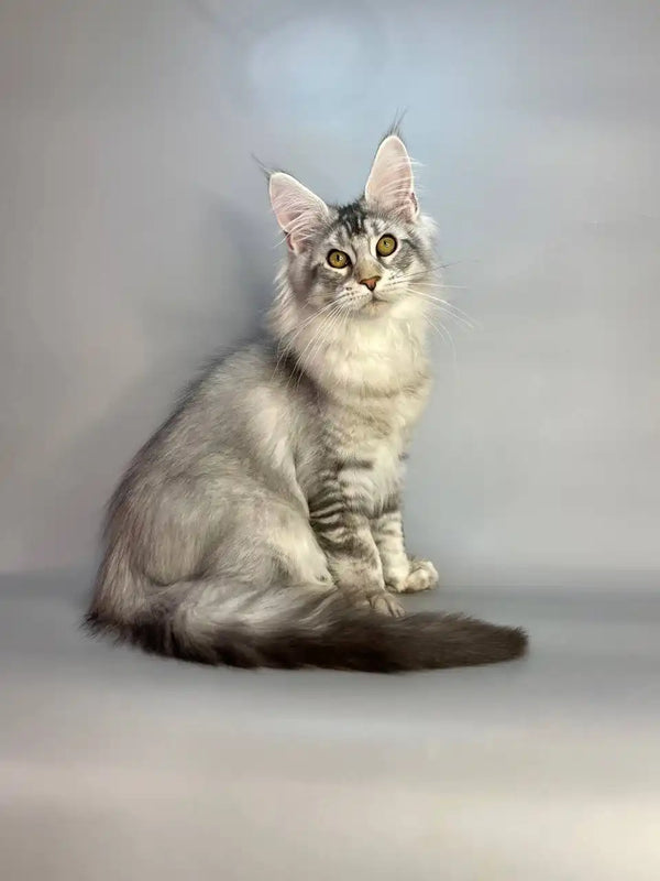 Long-haired gray and white Maine Coon kitten with an alert expression sitting upright