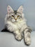 Long-haired gray and white Maine Coon kitten with alert golden eyes and ear tufts