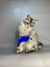 Fluffy white Maine Coon kitten playing with a bright blue feather toy