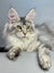 Maine Coon kitten with stunning green eyes and luxurious black silver fur