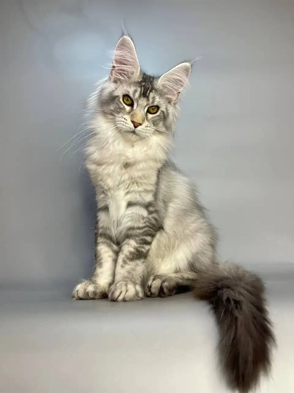 Maine Coon Kittens for Sale Olympus | Kitten