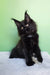 Omalia | polydactyl maine coon kitten