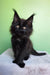Omalia | polydactyl maine coon kitten