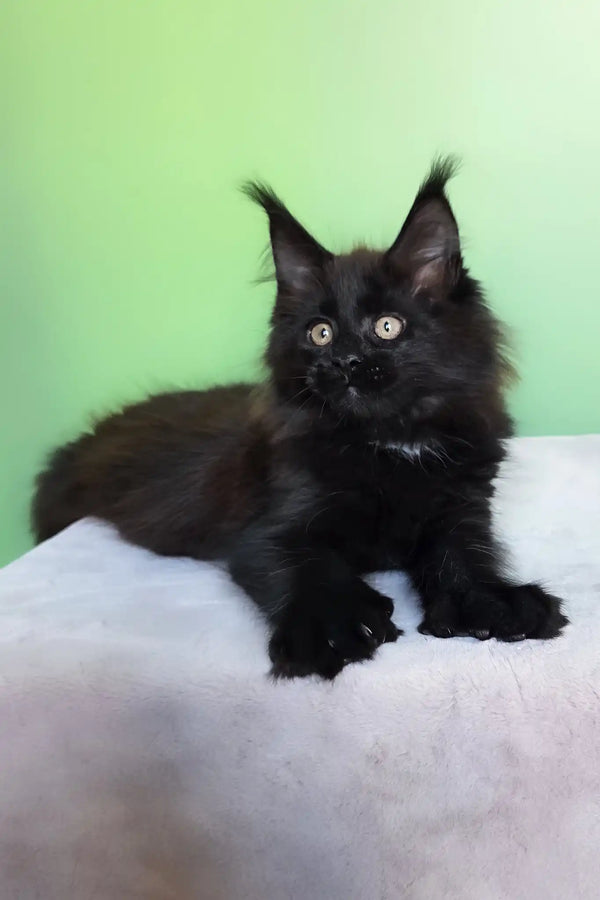 Omalia | polydactyl maine coon kitten