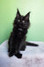 Omalia | polydactyl maine coon kitten