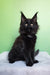 Omalia | polydactyl maine coon kitten