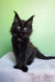 Omalia | polydactyl maine coon kitten