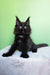 Omalia | polydactyl maine coon kitten