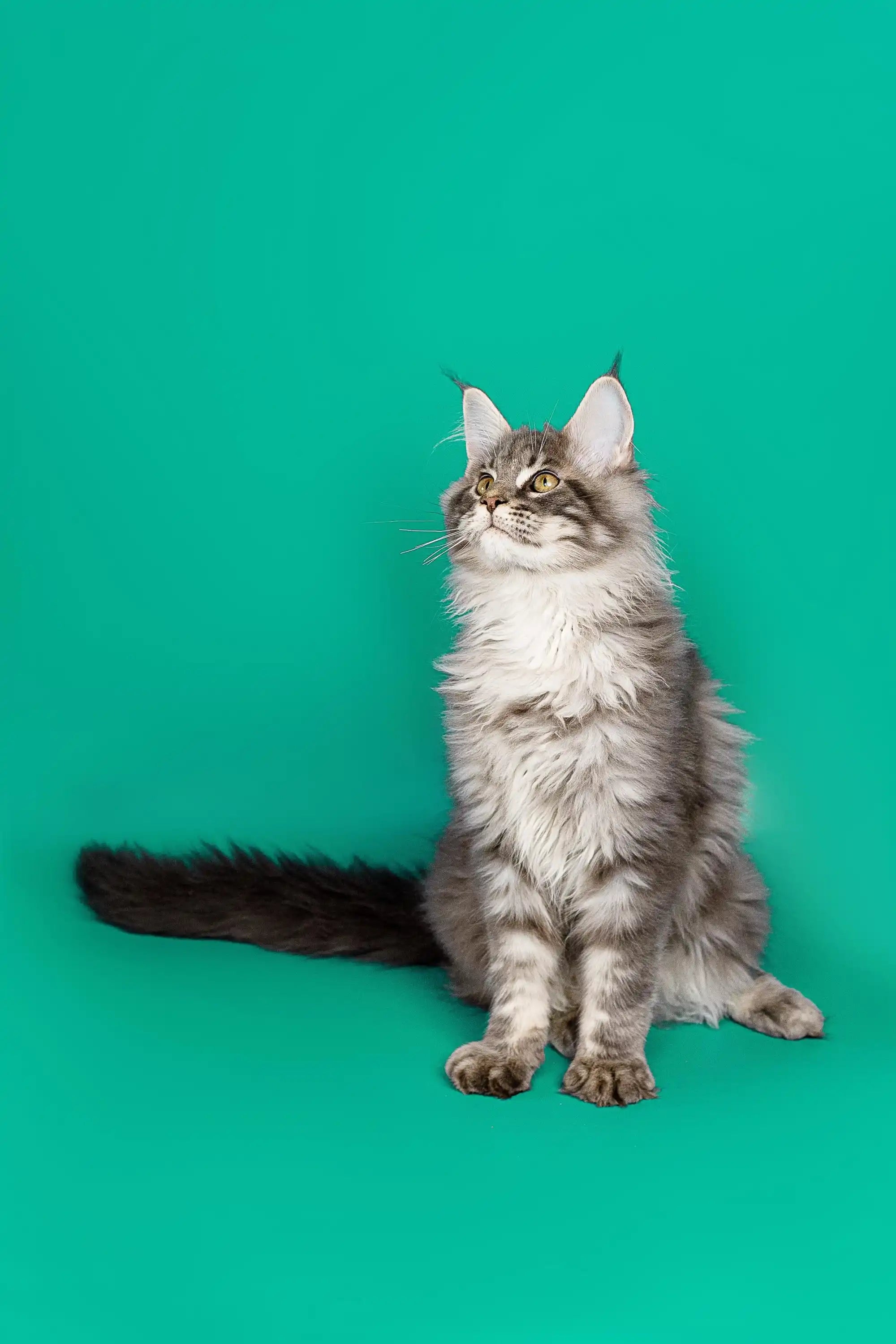 Maine Coon Cats & Kittens For Sale Omega Maine Coon Kitten