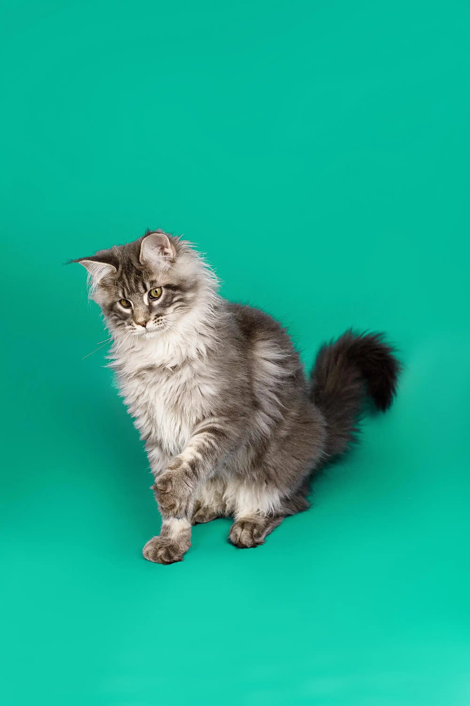 Maine Coon Cats & Kittens For Sale Omega Maine Coon Kitten