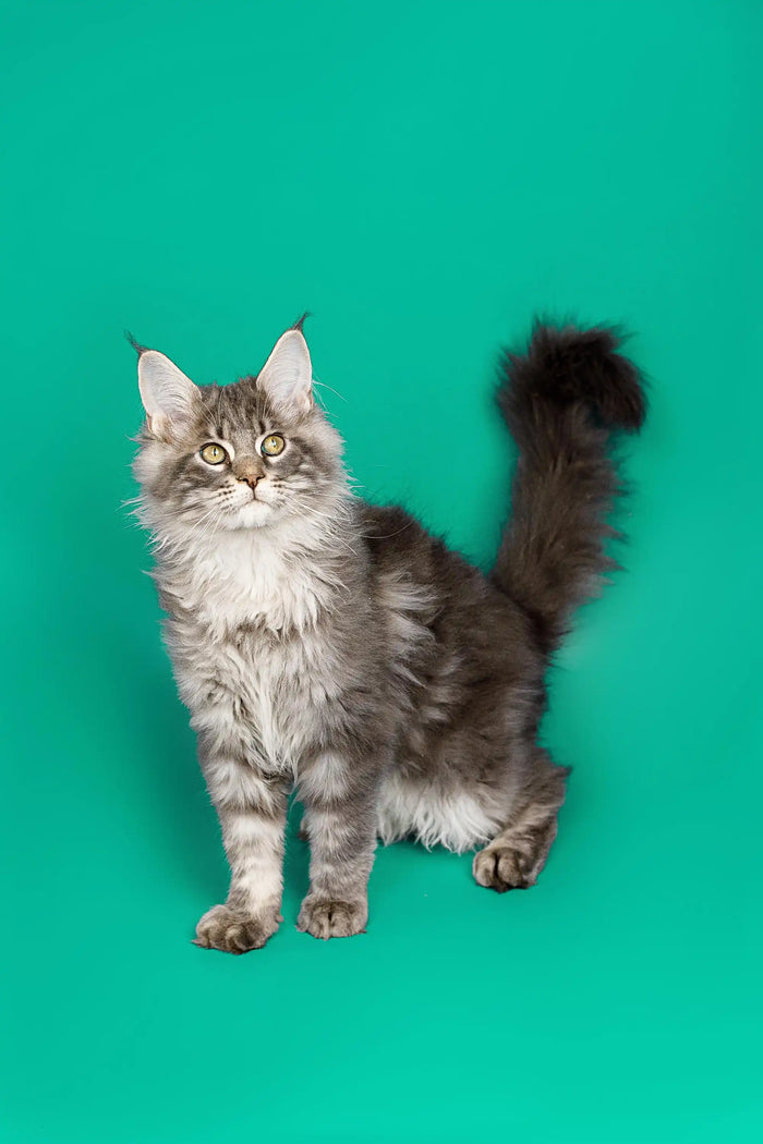 Maine Coon Cats & Kittens For Sale Omega Maine Coon Kitten